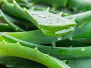 Aloe Vera :Helps nourish hair while taming flyaways.